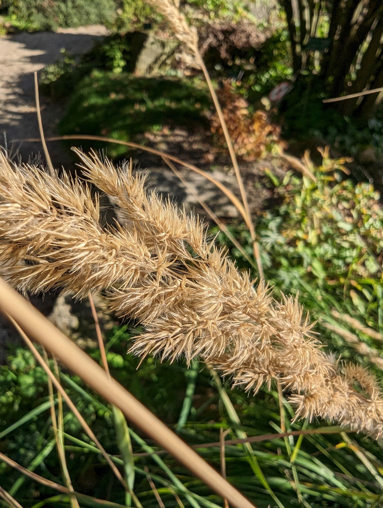 Google Pixel 7 Pro cámara ultra ancha pluma hierba