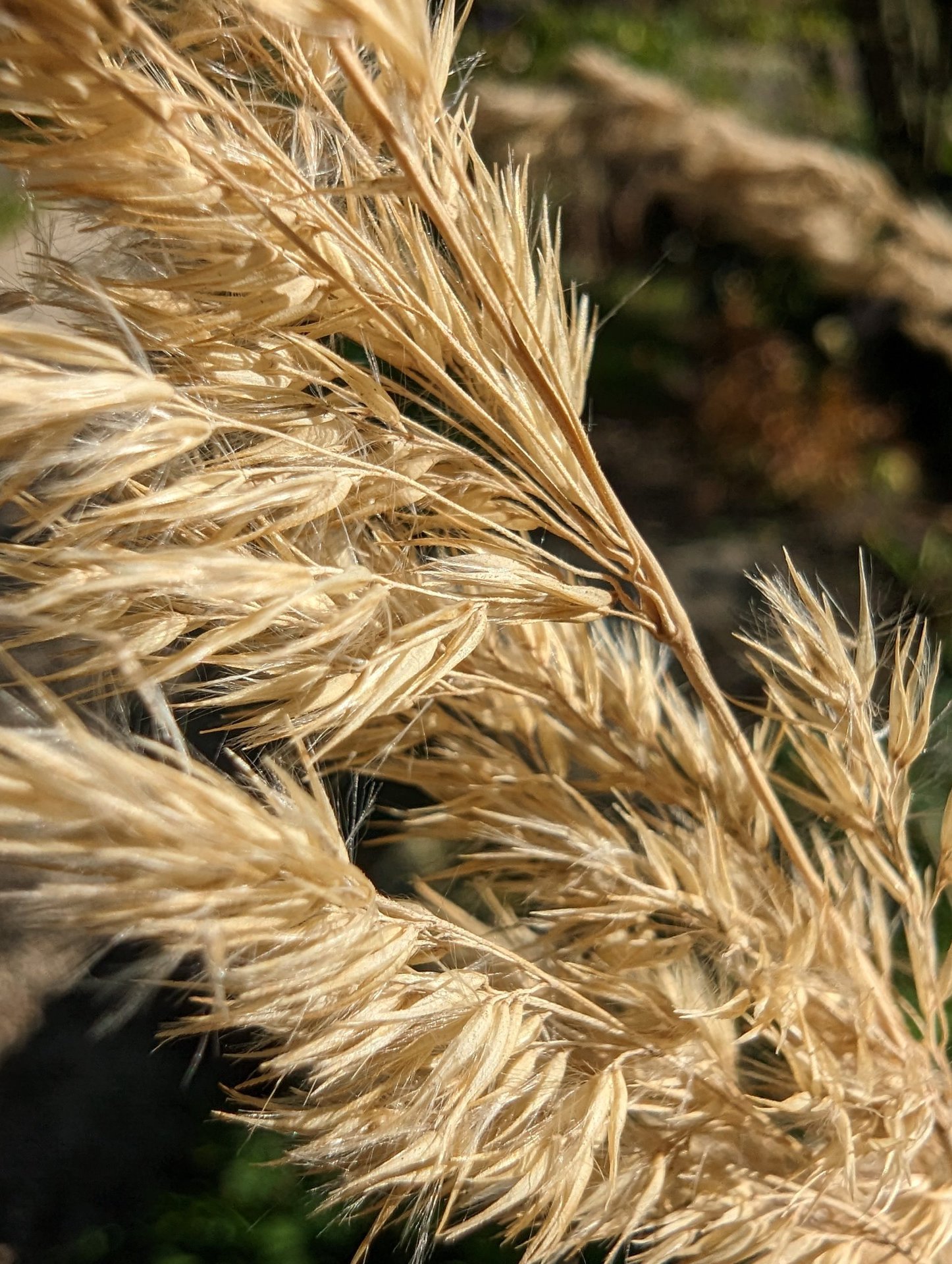 Google Pixel 7 Pro cámara macro pluma hierba