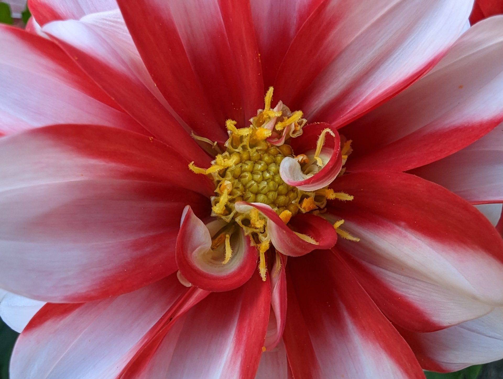 Google Pixel 7 Pro cámara macro flor pistilos