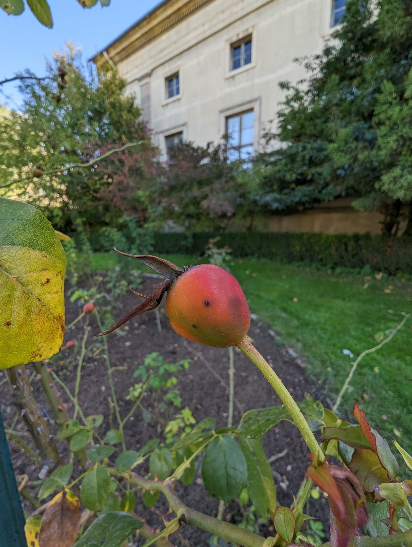 Cámara ultra ancha de Google Pixel 7 Pro rosa mosqueta 1