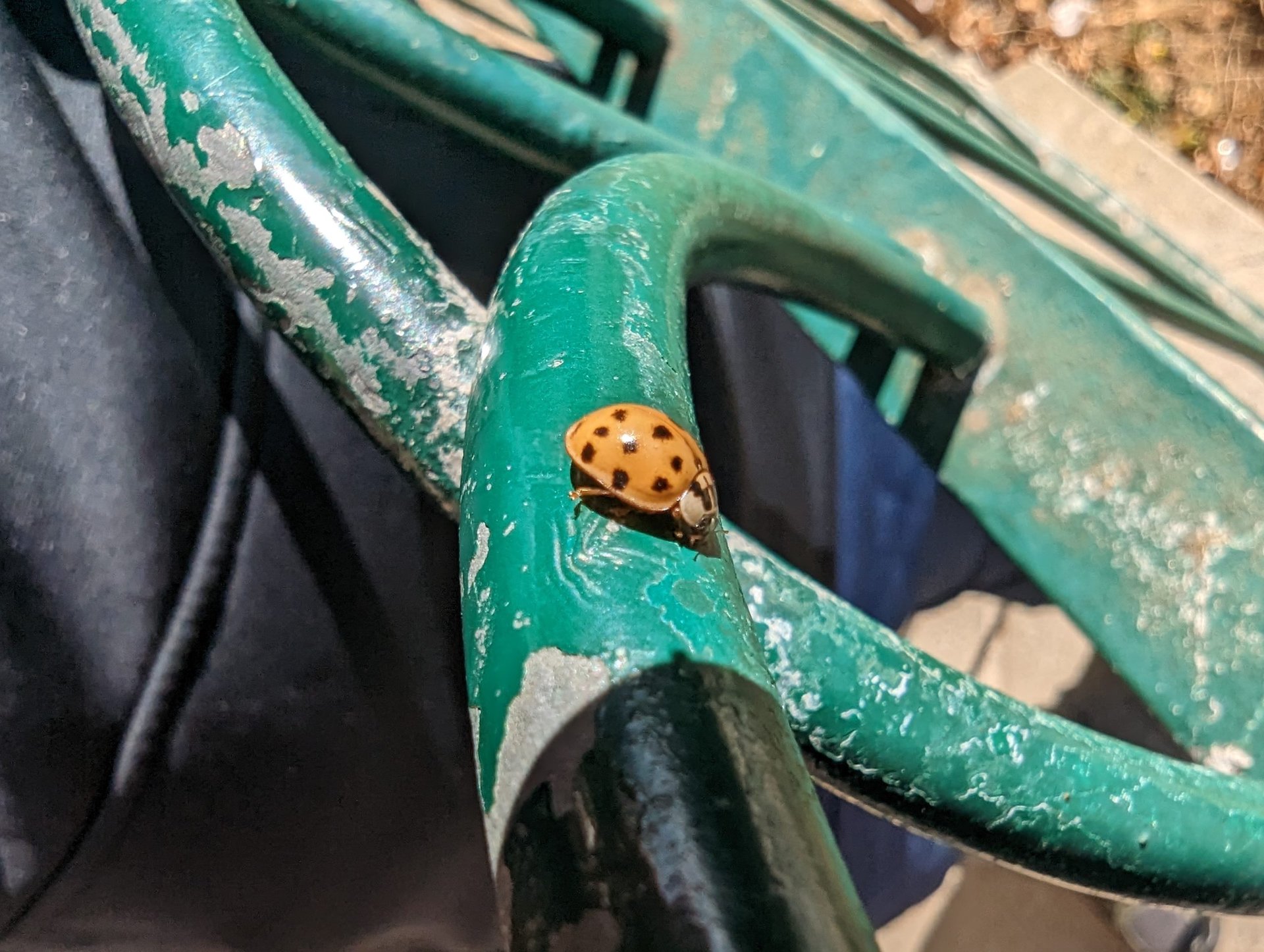 Google Pixel 7 Pro macro escarabajo 3