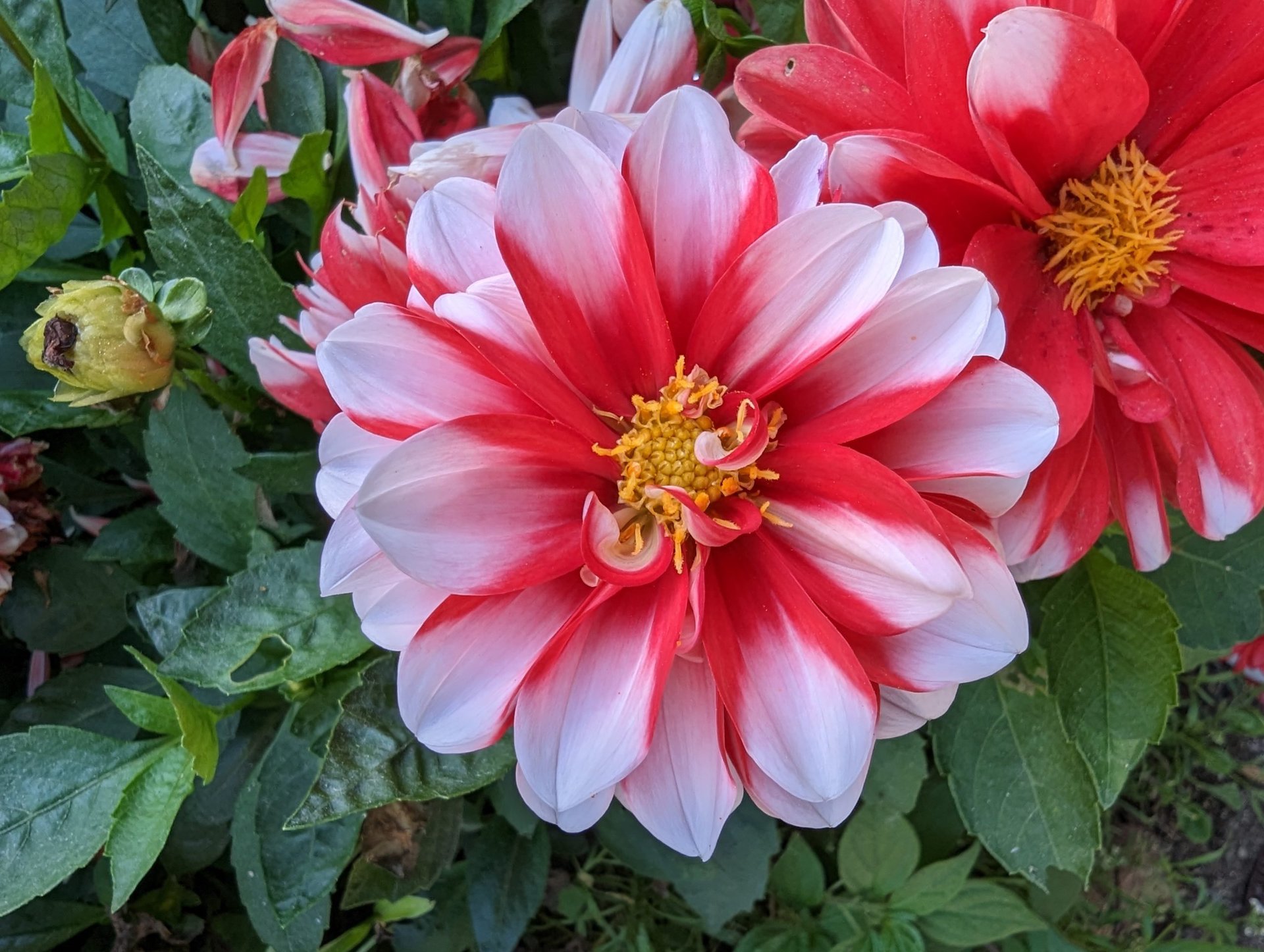 Pistilos de flores ultra anchas de la cámara Google Pixel 7 Pro