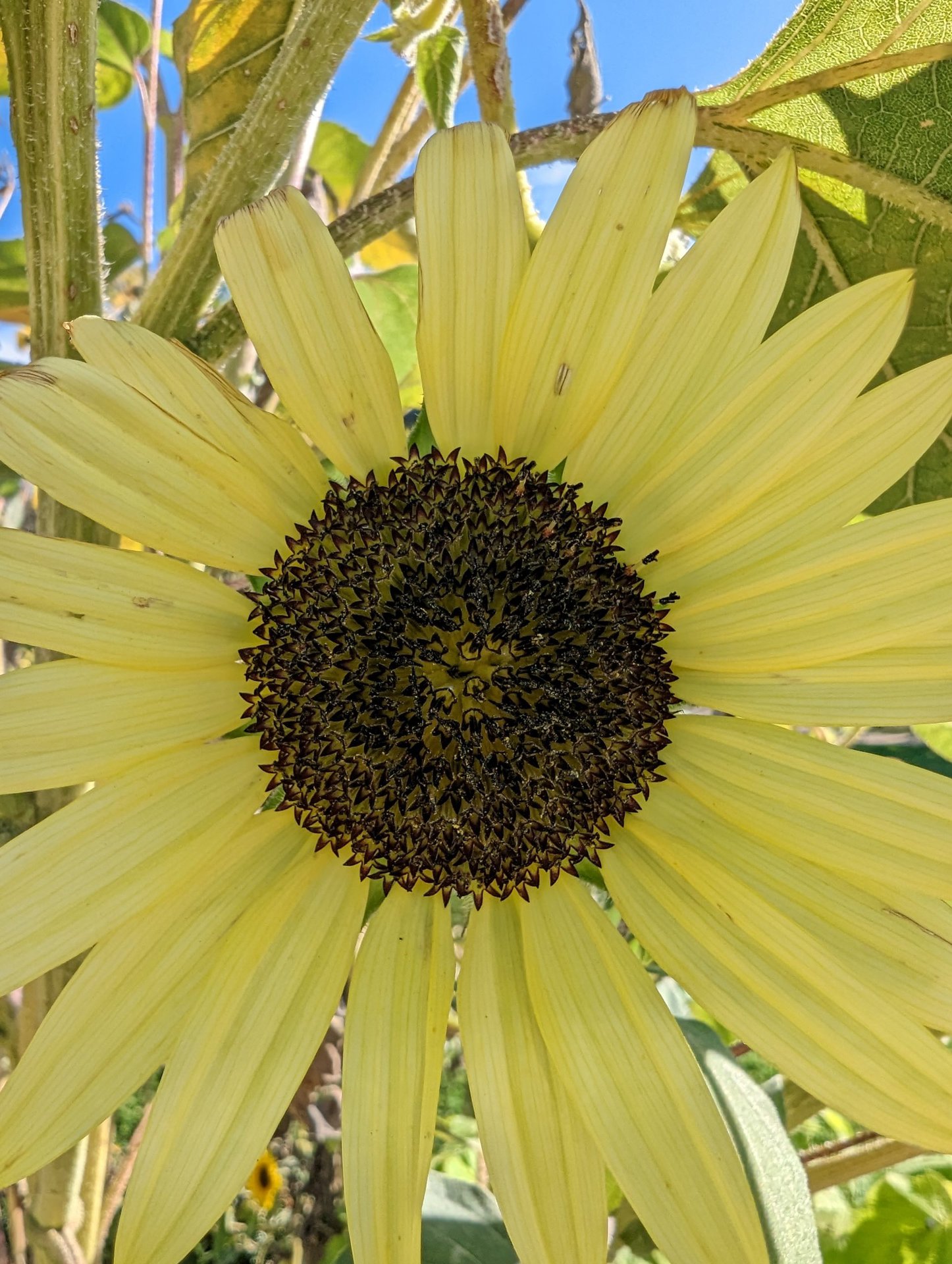 La cámara del Google Pixel 7 Pro muestra un jardín botánico 18
