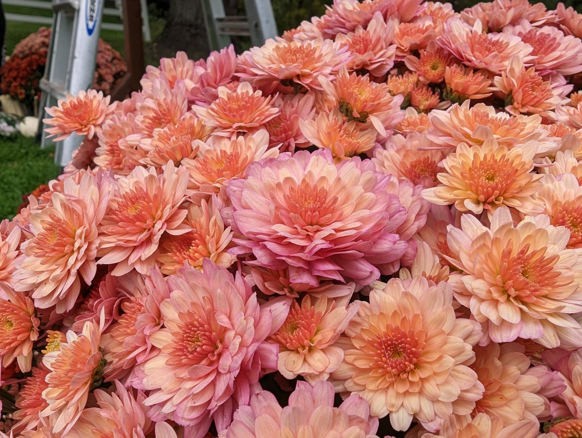 Macro de madres de Google Pixel 7 Pro