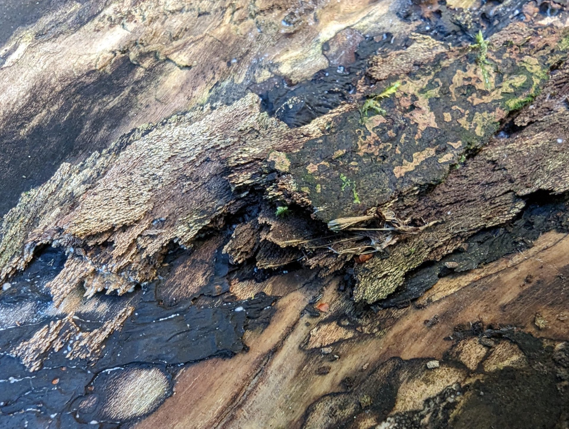 Árbol de macros de Google Pixel 7 Pro 1