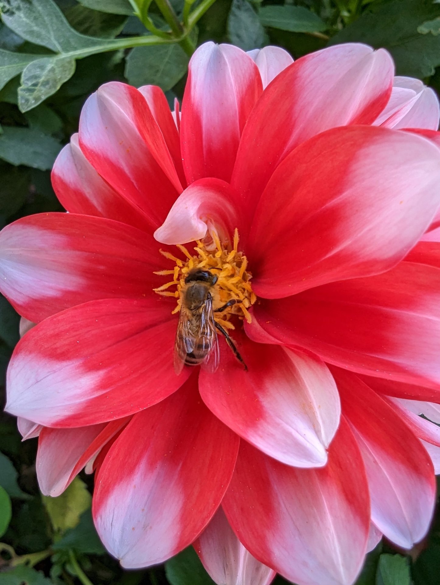 La cámara del Google Pixel 7 Pro muestra un jardín botánico 28