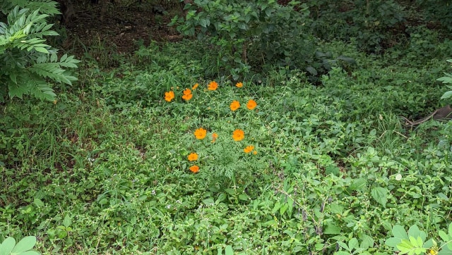 El amarillo contrasta perfectamente con el follaje verde, aunque el tirador principal luchó un poco con el rango dinámico.  (Imagen: Vijay Anand)