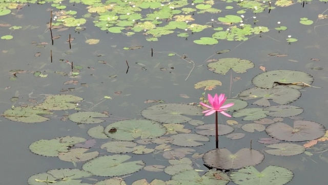 Esto, por mi dinero, es una maravilla con el zoom óptico de 10x: la lente captura una cantidad impresionante de detalles sin agudizar demasiado la imagen.  (Imagen: Vijay Anand)